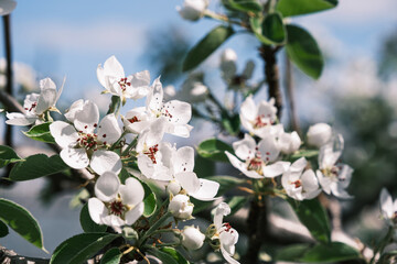 tree flowering, white flowers of apple tree, nature background, springtime, summertime
