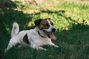 dog jack russell terrier sitting on lawn with tongue lit outdoor