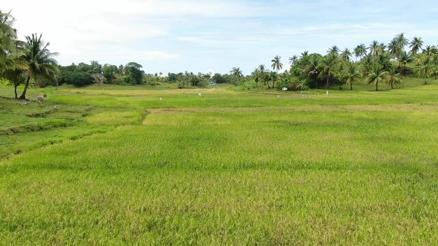 Aerial shot, flying close over ricefield. animals arre watching, Siargao Islands in the Philippines