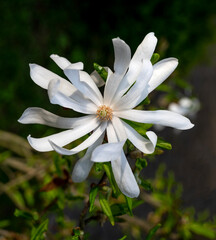 Fototapeta premium Blooming tree with white flowers