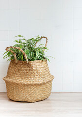 Ficus benjamin in a straw basket on the table