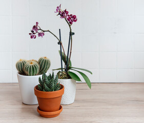 Cactus, orchid flowers and succulent plant in pots on the table