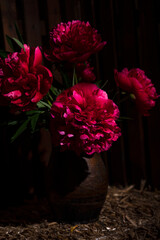 Beautiful  red blooming peonies