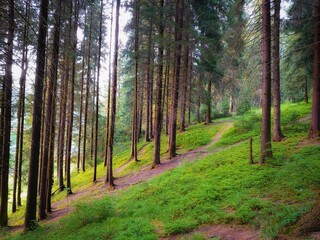 Fototapeta premium Green summer forest. Sunset in the forest. Natural parkland. Pine and fir trees. Dense old woods. Beautiful nature. 