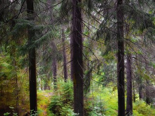 Green summer forest. Sunset in the forest. Natural parkland. Pine and fir trees. Dense old woods. Beautiful nature. 