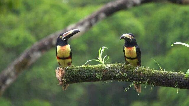 Two cute Chestnut-eared aracari birds (Pteroglossus castanotis) resting on a branch.