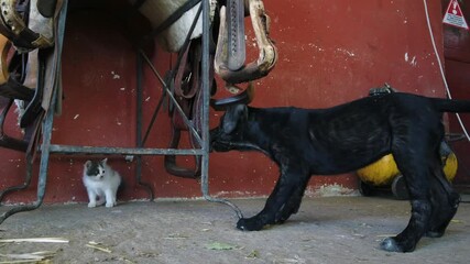 Europe, Italy , Rome June 2021 - Black dog puppy barks at a scared and frightened little cat on a farm