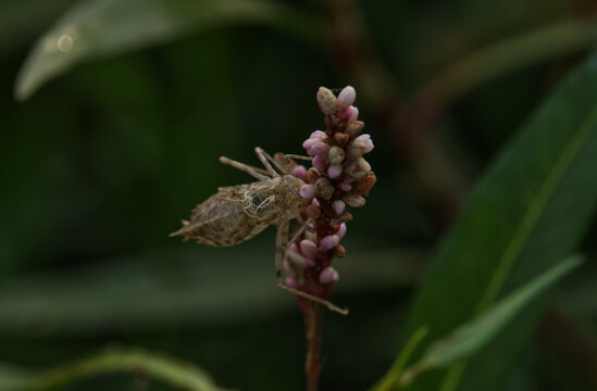 Damse Fly Damodar River Arambagh Hooghly West Bengal