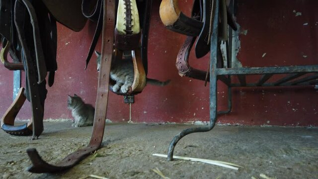 horse saddles hanging on an animal farm