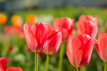 A bright red tulip flower background. spring or love concept.