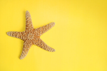 Fototapeta na wymiar Starfish on yellow background, seastar animal top view 