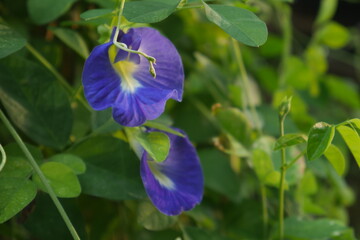 Close up of Blue Pea flower or Asian Pigeonwings (Clitoria ternatea), these vine plant is a blue...