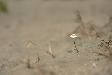 Daisy flower surviving on a sand desert