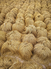 Freshly harvested rice