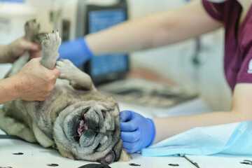 small dog at the reception at the veterinarian. Image of dog on the operating table and doctor in a...