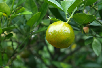 Green orange hanging on the tree with a natural background