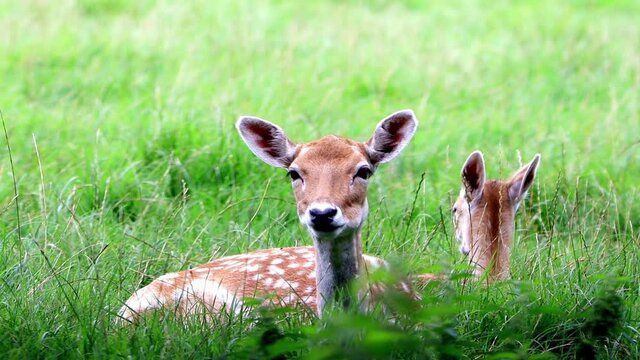 Female Spotted Deer lies on meadow
