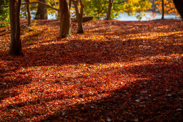 秋の一碧湖と紅葉の落葉