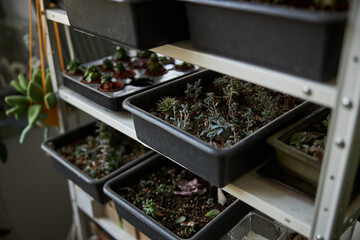 Containers with succulent plants on shelves in workshop