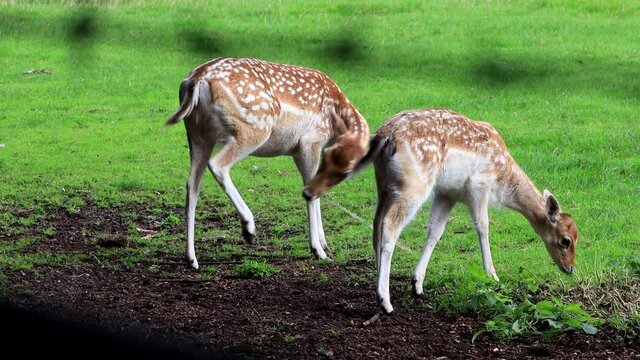 fallow deer in a wildlife park
