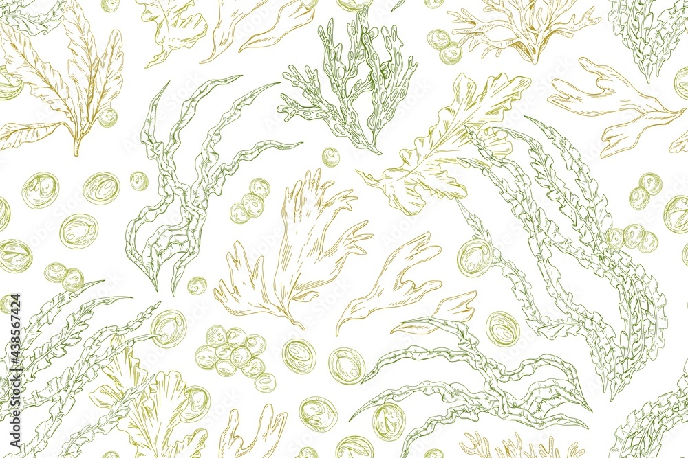 Poster Seamless pattern with contoured seaweeds on white background. Vintage repeatable texture with different edible sea algae. Hand-drawn botanical vector illustration of underwater plants for printing