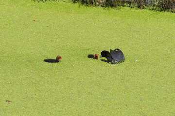 Common coot (Fulica atra) with two young coots swimming in the ditch covered with duckweed. Spring,...