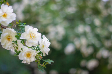 A branch of a blooming rosehip with white flowers on the background of a rosehip bush