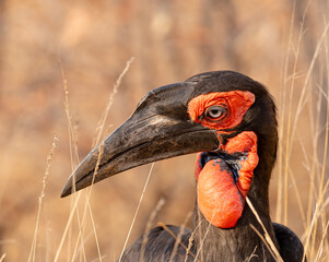Fototapeta premium Birds of Kruger Park, South Africa Southern ground hornbill