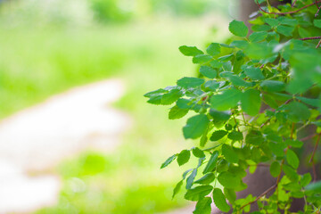 Green rosehip bush on the background of summer nature