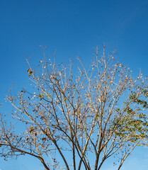 Clear blue  sky and dry branches  leaves, natural background