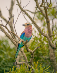 Birds of Kruger Park, South Africa
Lilac-breasted roller