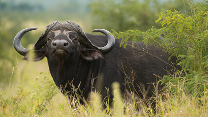 Large African mammals 
Close up of animal  
South Africa
Buffalo
Greater Kruger Park 