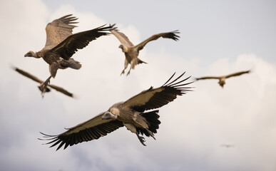 Birds of Kruger Park, South Africa
White backed vultures frozen  in flight 