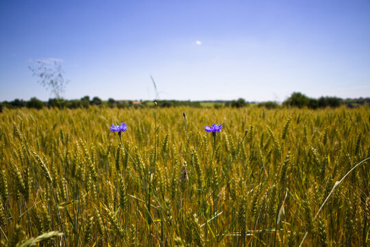 Bleuets dans un champ de c&eacute;r&eacute;ales