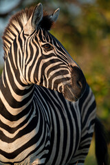 Naklejka premium Zebra portrait Manyeleti Greater Kruger park ,South Africa 