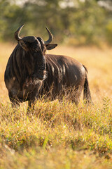 Large African mammals 
Close up of animal  
South Africa
Blue wildebeest 
Greater Kruger Park 