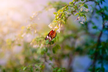 Butterfly in natural environment. Closeup, macro shot