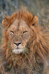 Naklejka na ściany i meble Lion portrait and close up Greater Kruger Park, South Africa 
