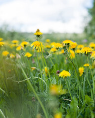 Closeup on yellow dandelion flowers