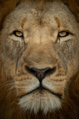Lion portrait and close up
Greater Kruger Park, South Africa
