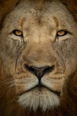 Gordijnen Lion portrait and close up Greater Kruger Park, South Africa  © Bertjan