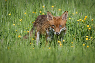 A red fox standing and stares forward at the camera in long grass with buttercups.