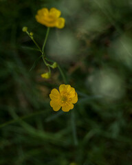 Obraz premium Small buttercup flower on green background