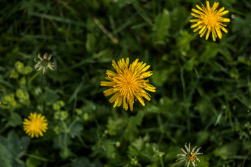 Dandelion flowers on meadow with grass behind