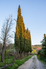 autumn landscape with trees in corfu
