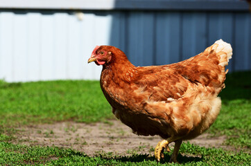 Red-colored chicken walks across the grass amid an iron fence close-up with a copy space. High quality photo