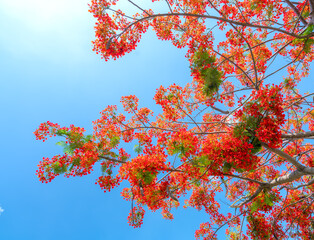 Red royal poinciana flowers bloom in summer sun and blue sky background