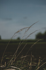 Trawa