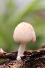 mushroom in the forest
