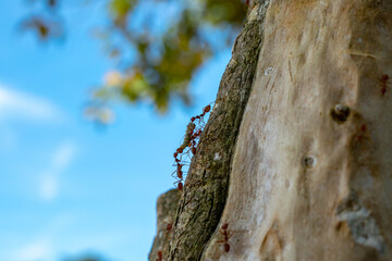 ant on the tree